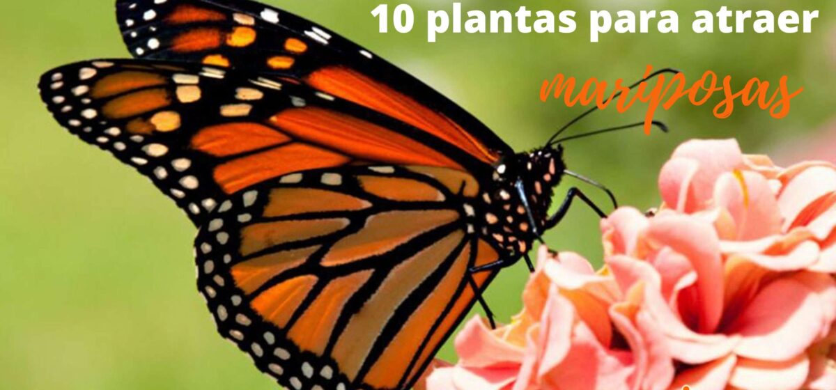 Plantas para atraer mariposas – Cursos Luzdía
